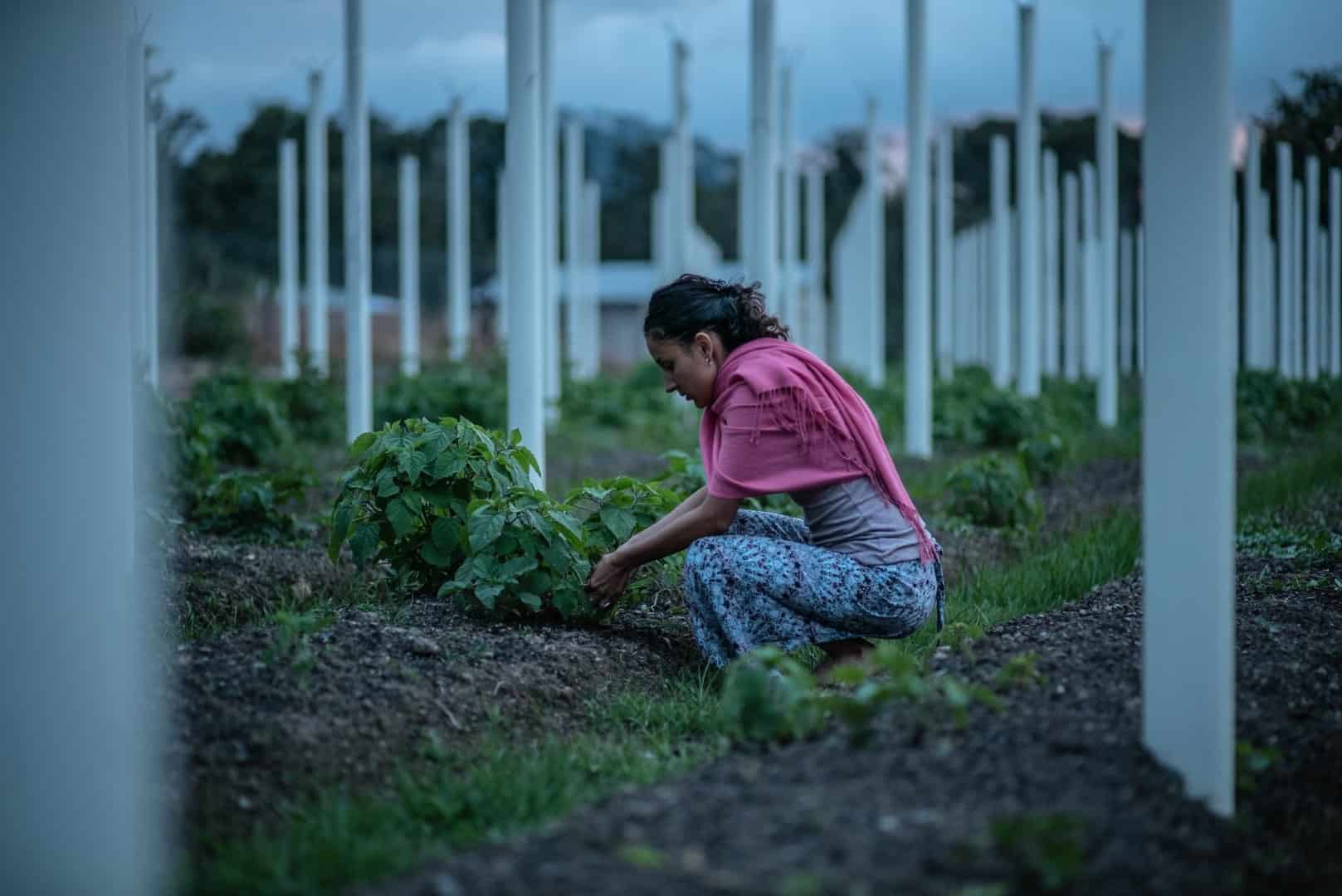 activist bends down to sow some seeds