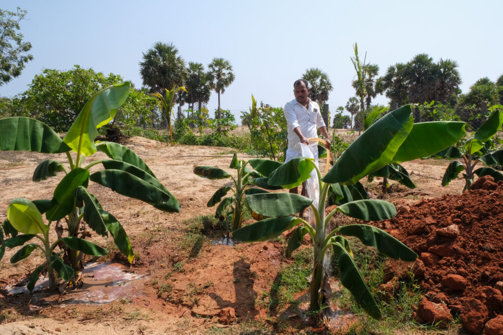 A farmer waters his crops in a sandy, tropical location.